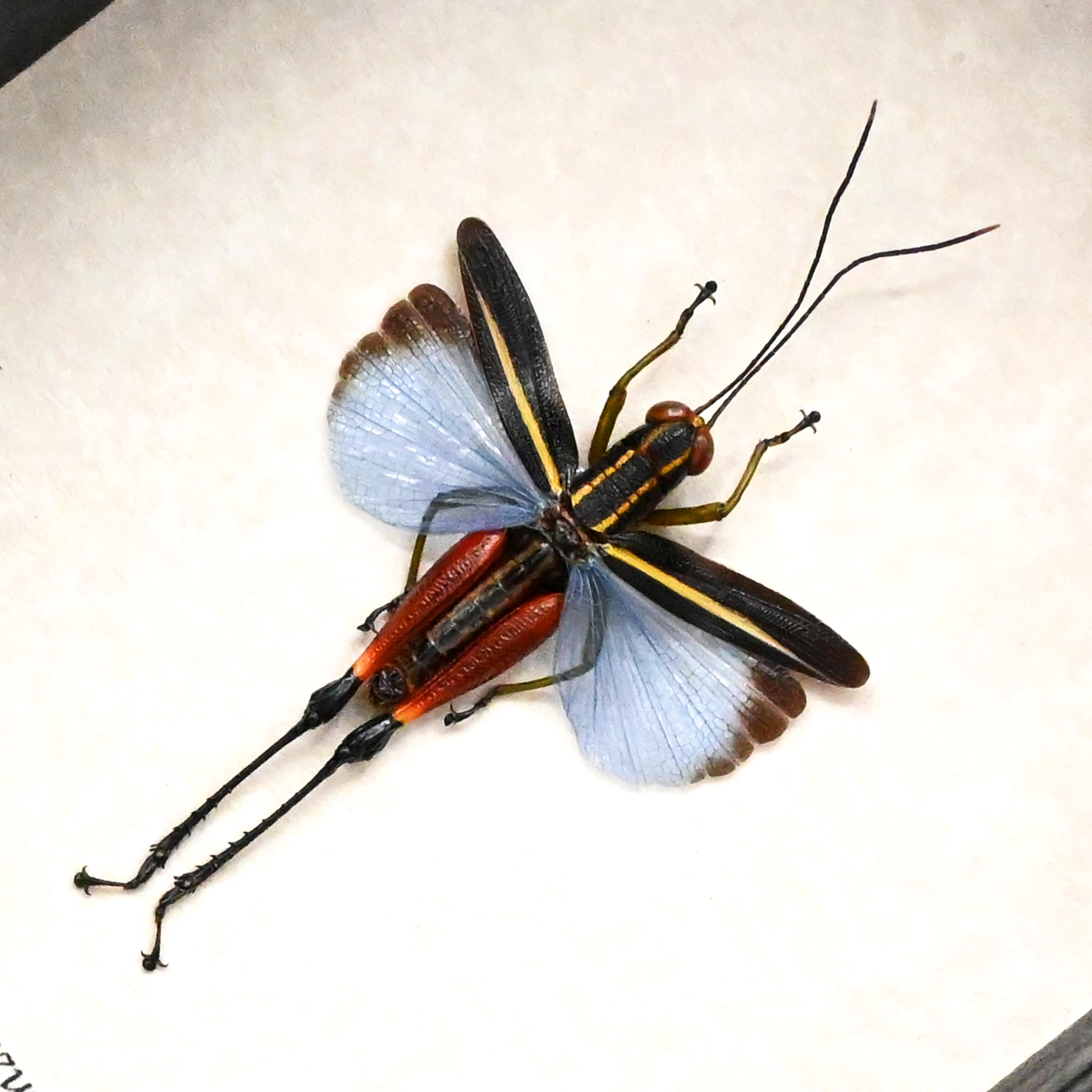 本物の青いバッタの剥製（Coloracris azureus） - Etsy 日本