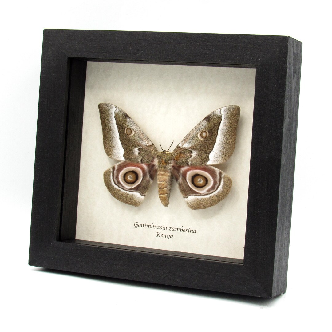 Real Saturn Moth Framed Taxidermy - Gonimbrasia Zambesina - Female - Etsy