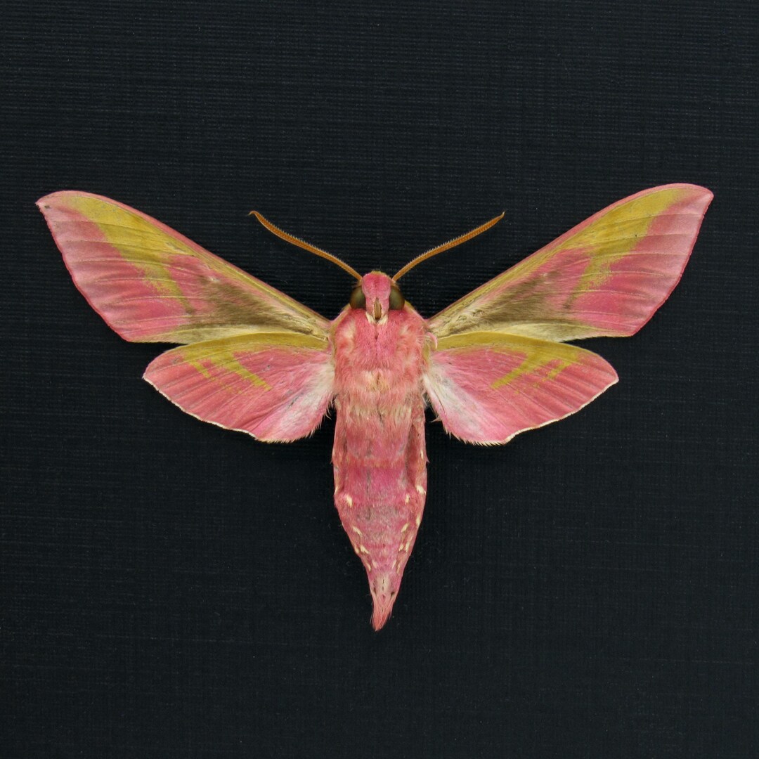 Real Pink Elephant Hawk Moth Framed Taxidermy Deilephilia Elpenor - Etsy