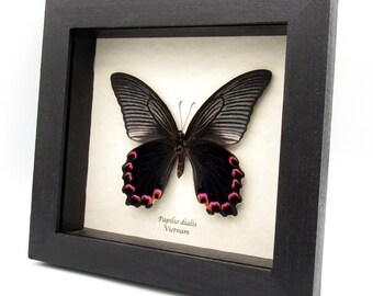 珍しい黒のクジャク蝶の額入り剥製 - Papilio dehaani tokaraensis