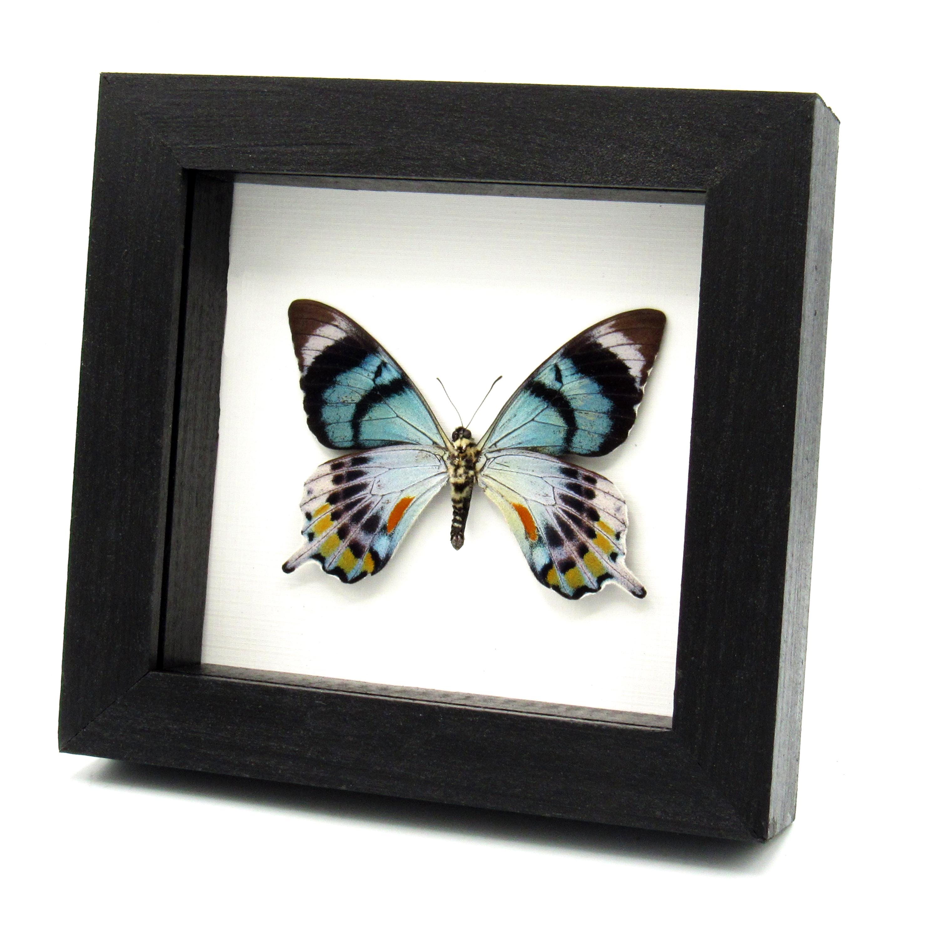非常に珍しい蛾に似たアゲハチョウの額入り剥製 - Papilio laglaizei