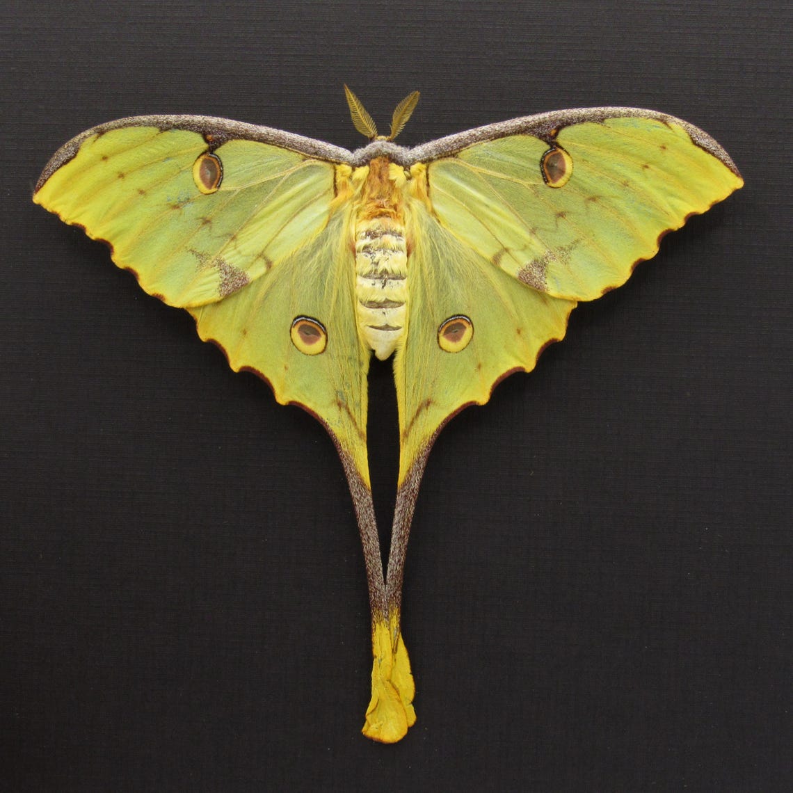 Real African Moon Moth Framed Taxidermy - Argema Mimosae - Female - Etsy