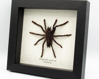 Può includere: Un esemplare incorniciato di un ragno Euryplema spinicrus proveniente dall'Indonesia. Il ragno è marrone e nero e ha zampe lunghe. La cornice è nera e ha un passepartout bianco.
