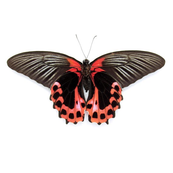 額入りの大きな緋色のモルモンアゲハ蝶 - Papilio rumanzovia