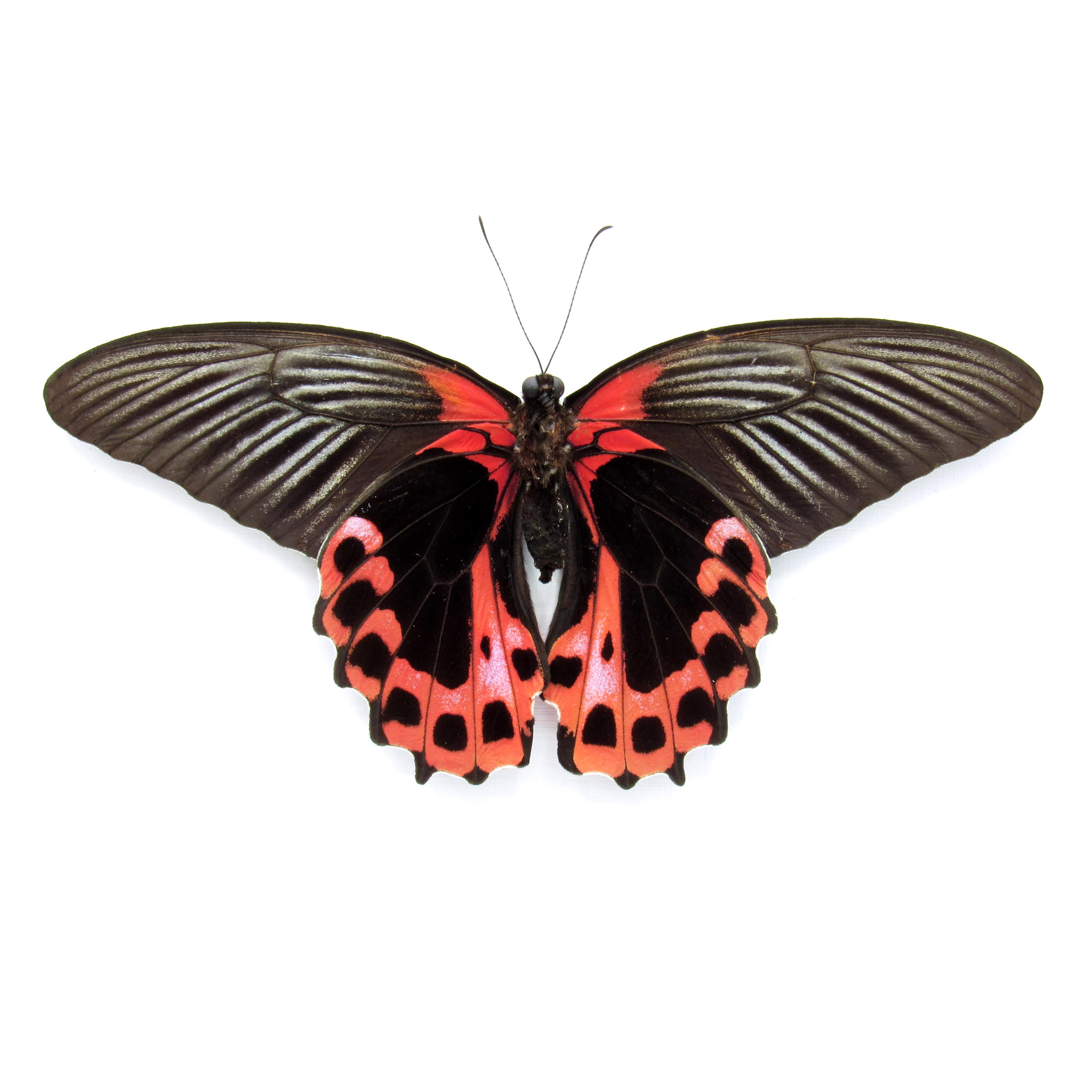 額入りの大きな緋色のモルモンアゲハ蝶 - Papilio rumanzovia