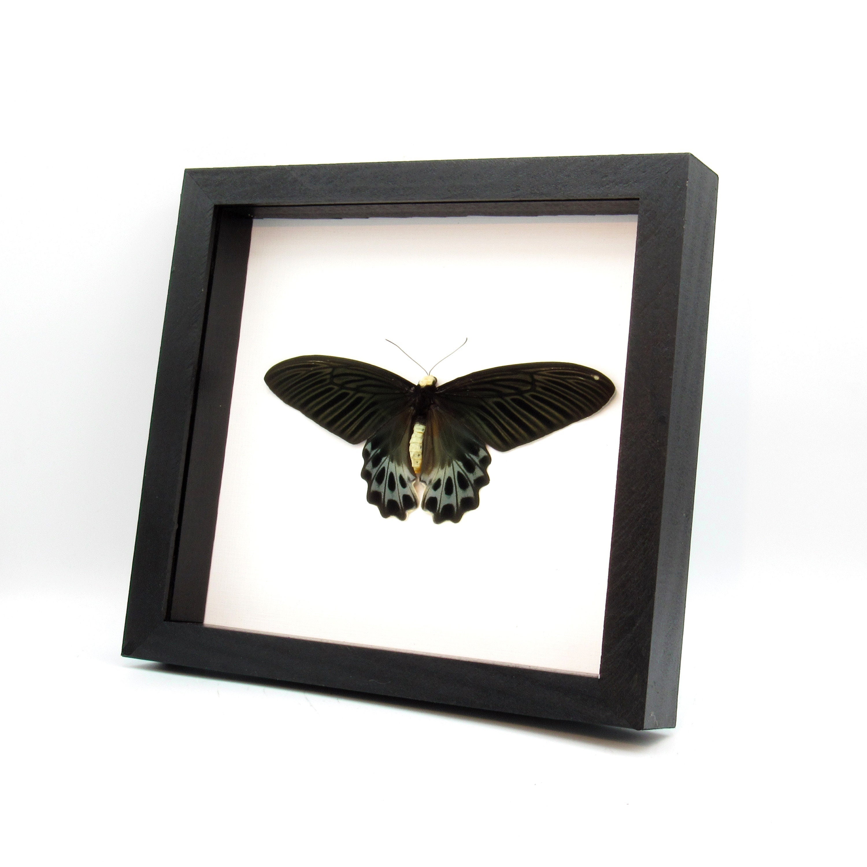 Papilio Horishanus Formosa Female 4.4