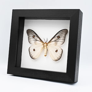 標本 Ceranchia apollina 116mm 140mm very big Framed Ghostly Silk