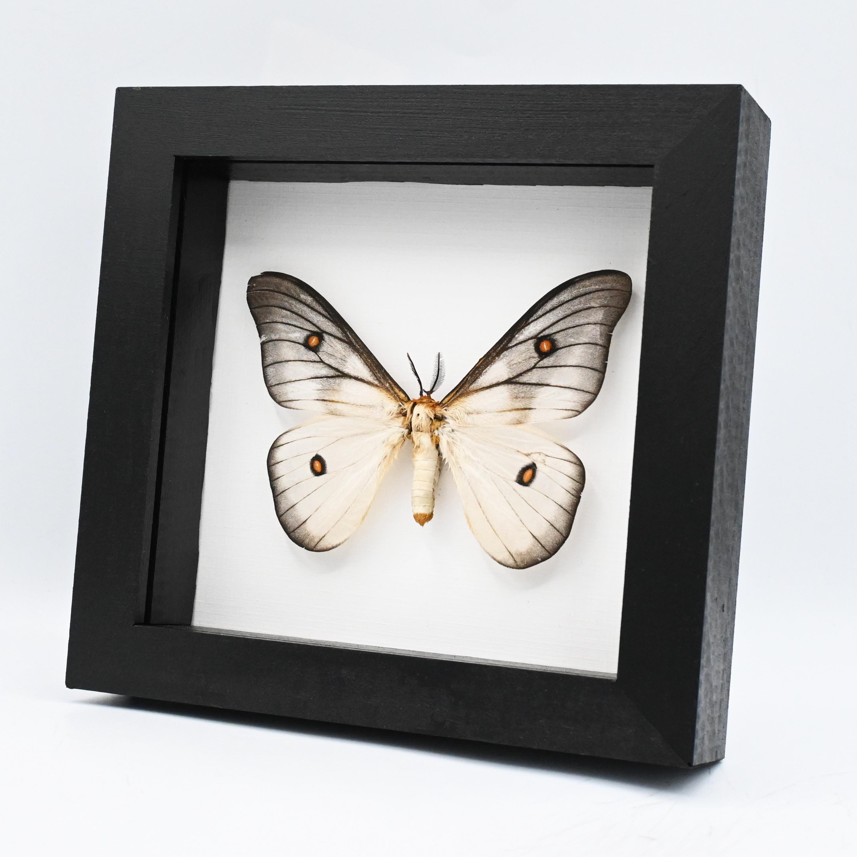 Ceranchia Apollina - Etsy