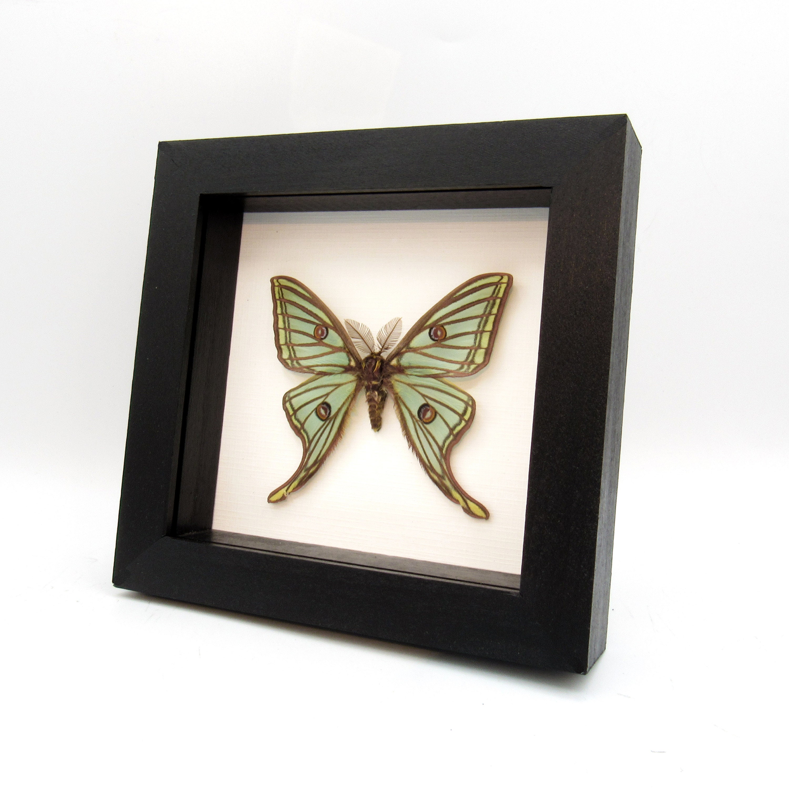 Rare XL Spanish Moon Moth Framed Taxidermy - Graellsia Isabellae
