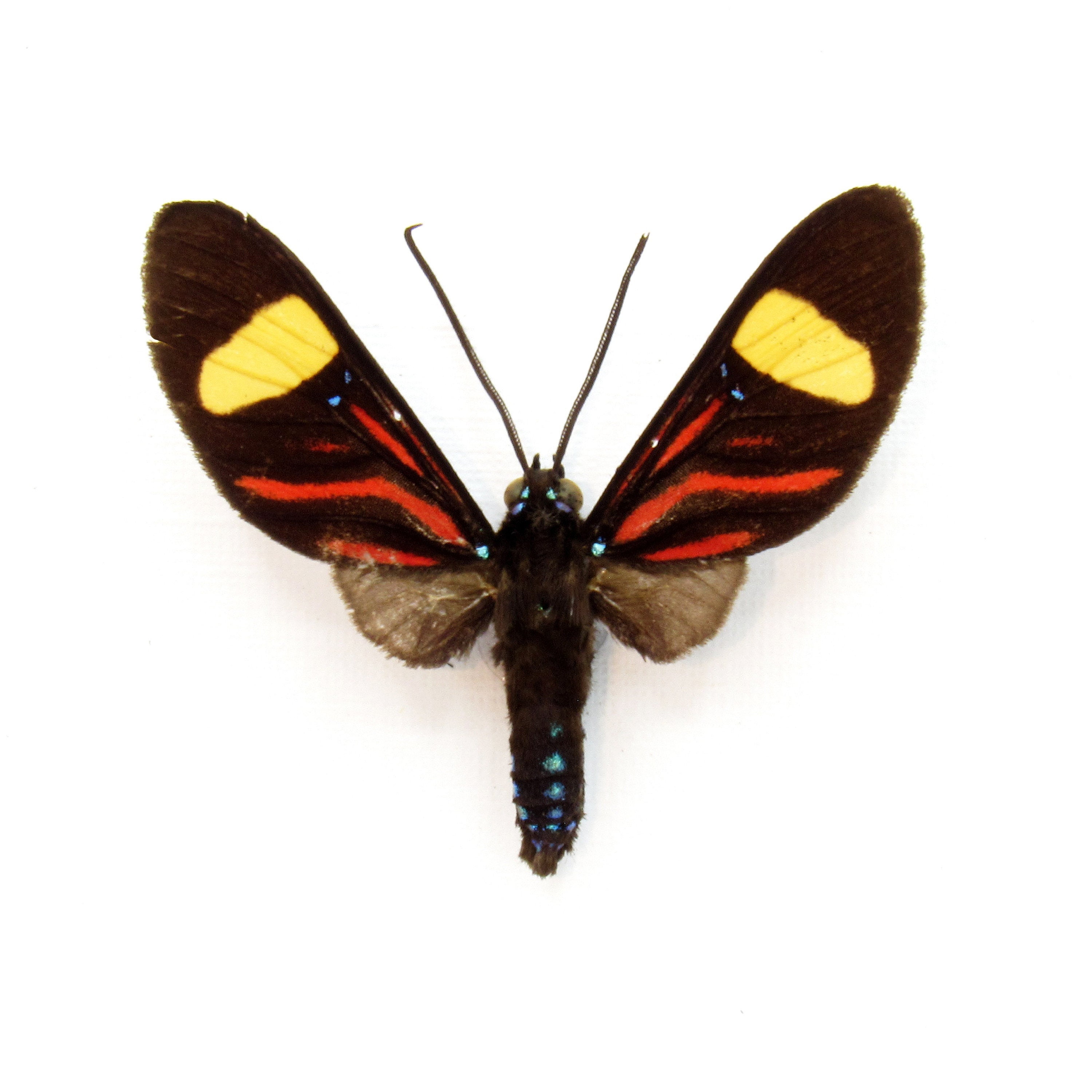 珍しい赤い昼行性の蛾の剥製 - Zygaenidae 種 - Etsy 日本