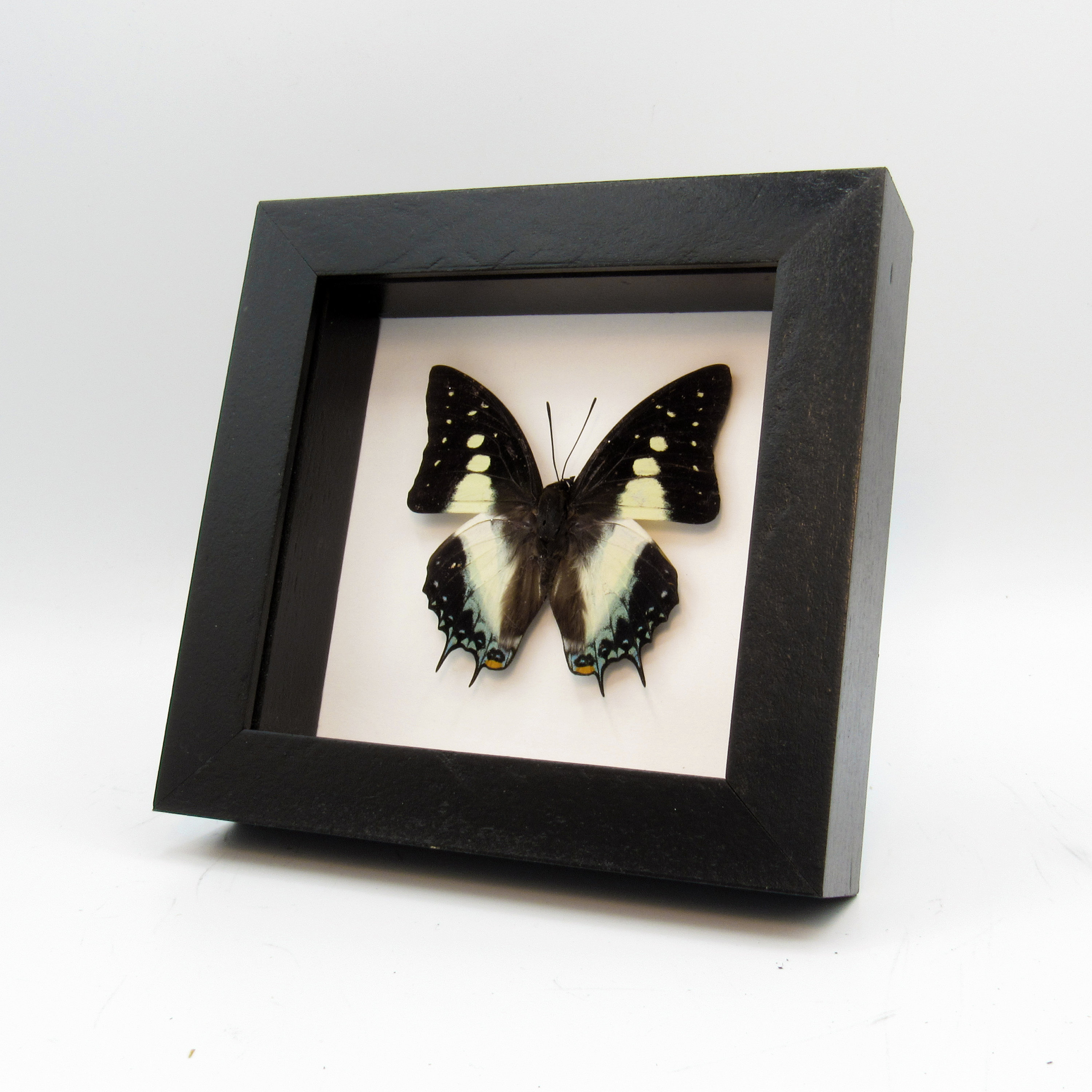 CuriousKingdomShop - Etsy 日本