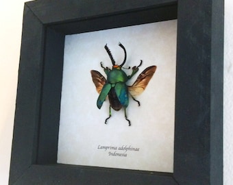 Real beetle framed - Lamprima adolphinae