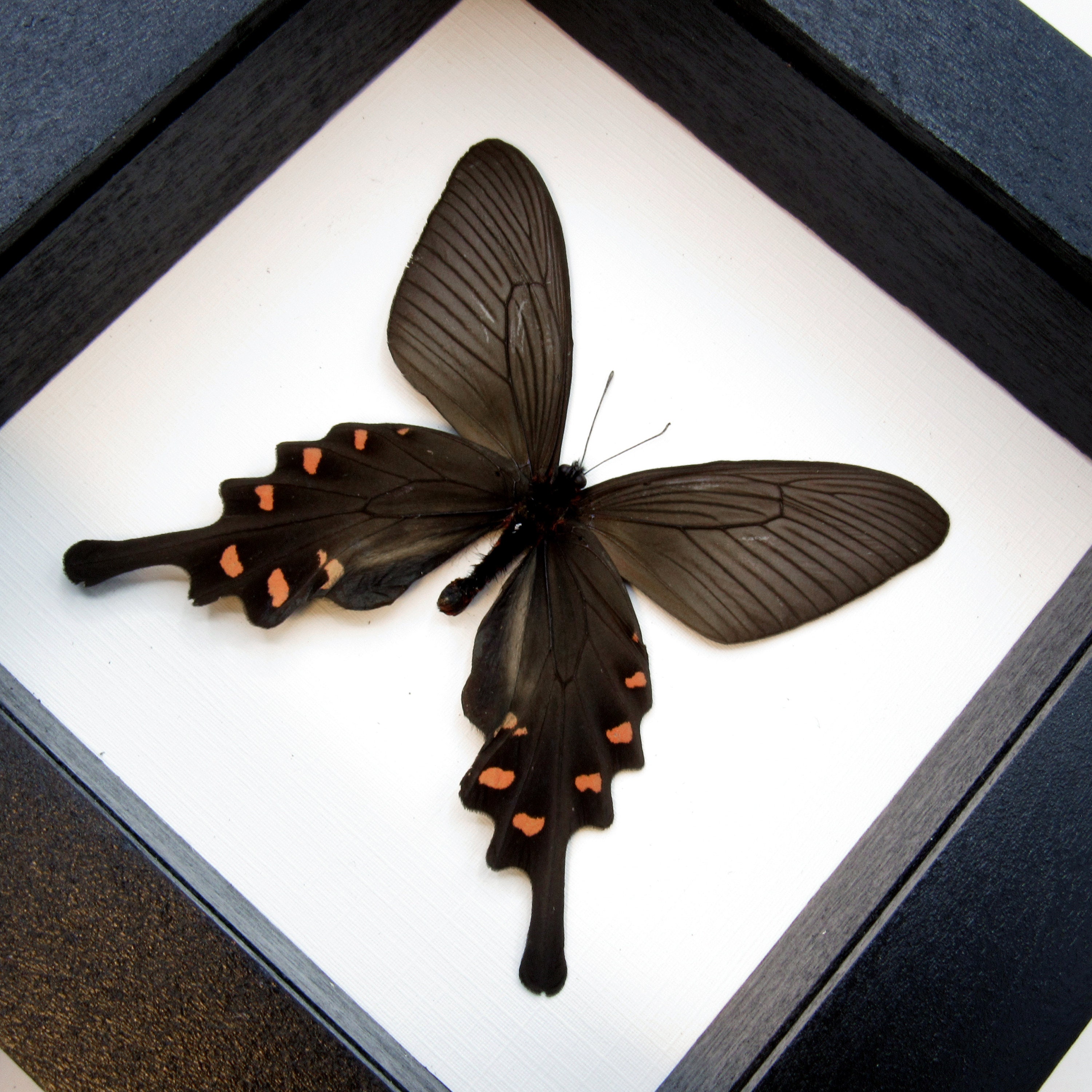 MIYABI × antique butterfly – oldsea