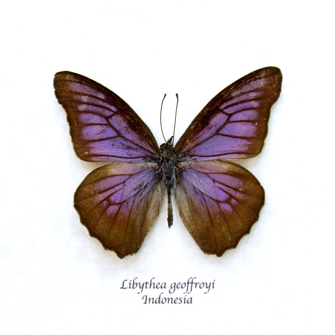 本物の紫嘴蝶の額入り剥製 - Libythea geoffroyi - Etsy 日本