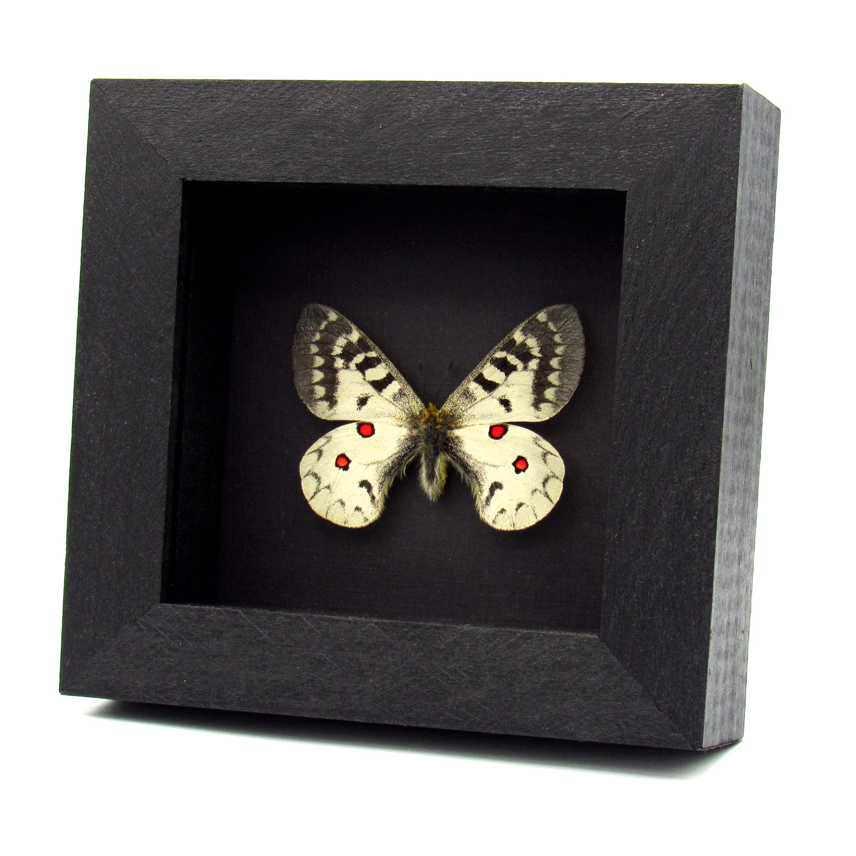 Parnassius apollo - Etsy 日本