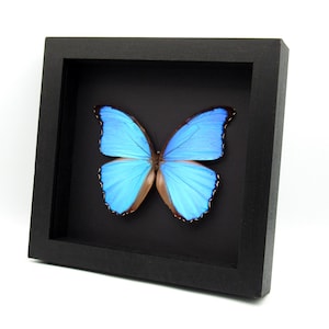 May include: A vibrant blue Morpho butterfly specimen displayed inside a square black shadow box frame. The butterfly features iridescent blue wings with dark brown edges and a black border, mounted against a solid black background.