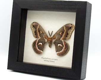 珍しいモルフォ蝶のメスの額入り剥製 - Morpho cypris - Etsy 日本
