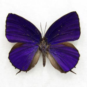il_300x300.7454887864_rpw8.jpg
