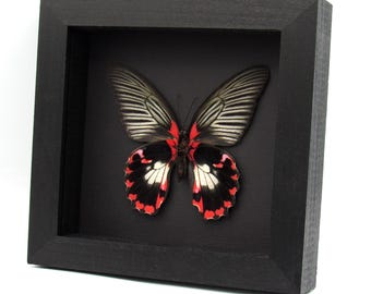 非常に珍しい赤いスノーアポロ蝶の額入り標本 - Parnassius nomion