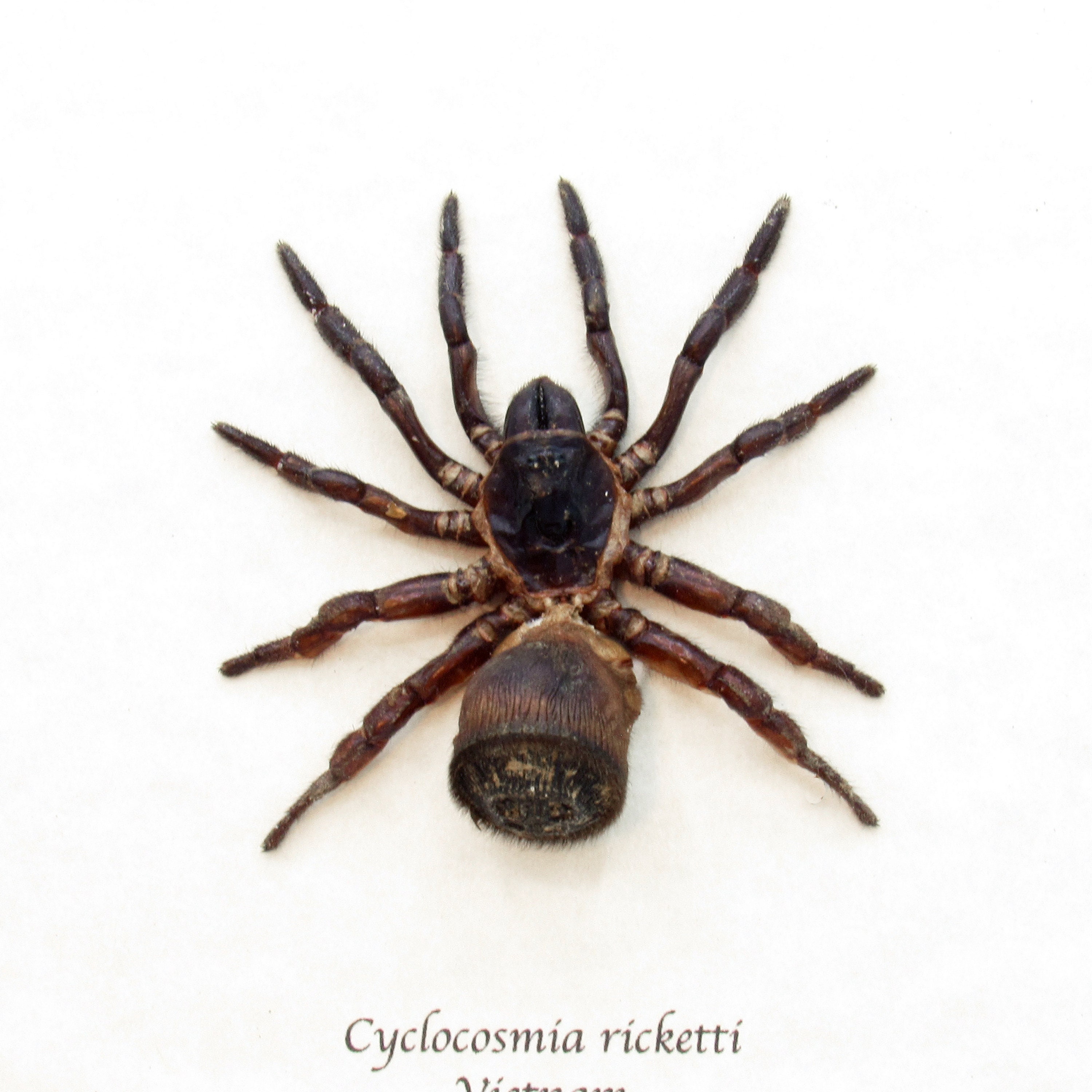 Real Chinese Hourglass Trapdoor Spider Framed Taxidermy