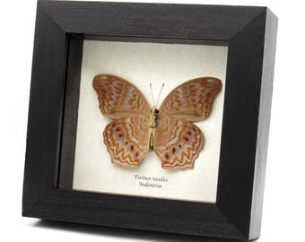 May include: A framed Terinos taxiles butterfly specimen from Indonesia displayed in a square black wooden shadow box. The butterfly features light brown wings with intricate white and dark brown wavy patterns and small reddish spots on the lower wings.