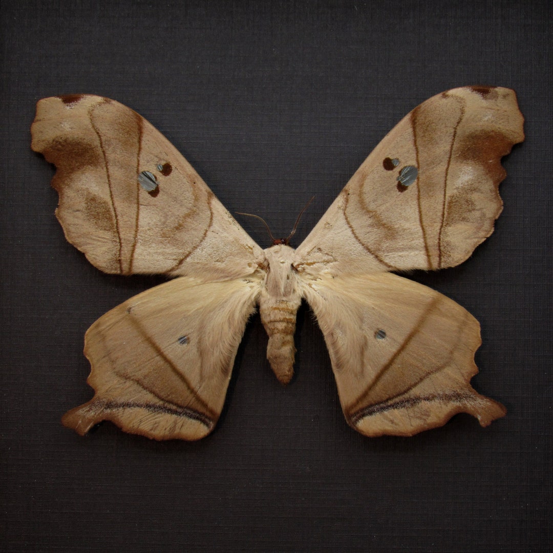 Real Giant Saturn Moth Framed Taxidermy Dysdaemonia Boreas Female - Etsy