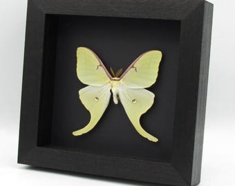 珍しい大型のスペイン産月蛾の剥製 - Graellsia isabellae - Etsy 日本