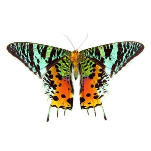 Real large female Rainbow Sunset moth framed - Urania ripheus - Victorian mount