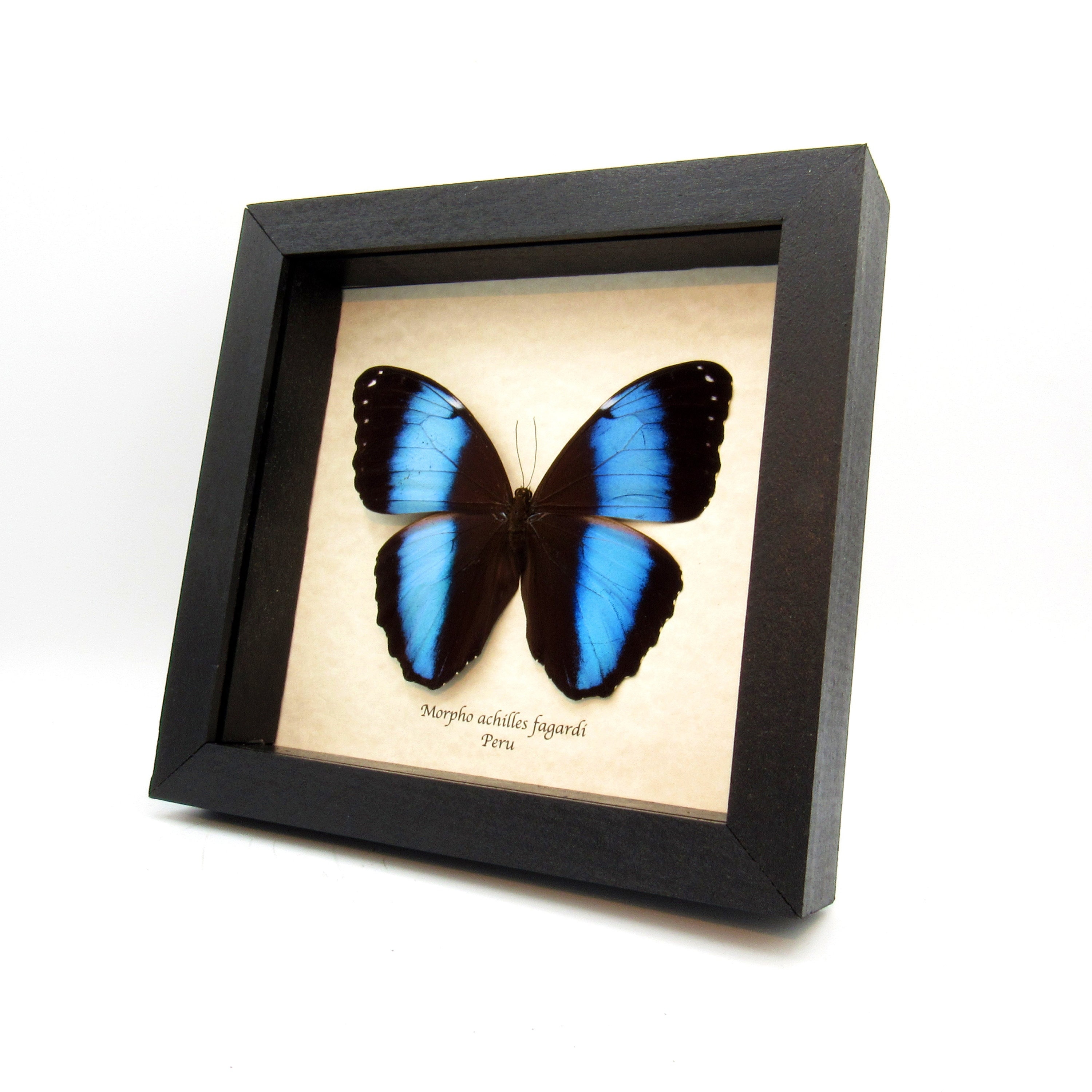 Real Metallic Blue Morpho Butterfly Framed Taxidermy - Morpho