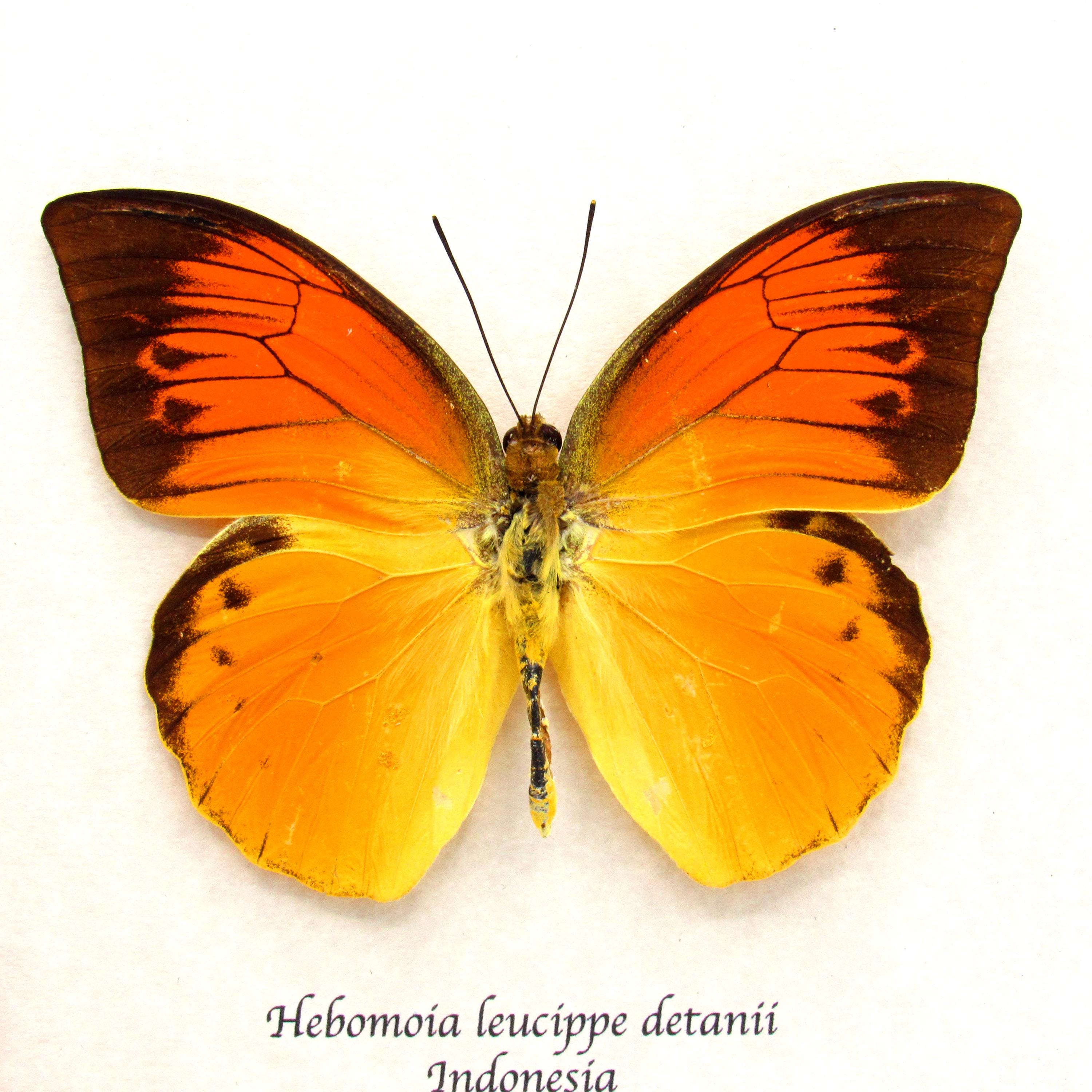 非常に珍しいネオンオレンジ色の蝶の額入り標本 - Hebomoia leucippe