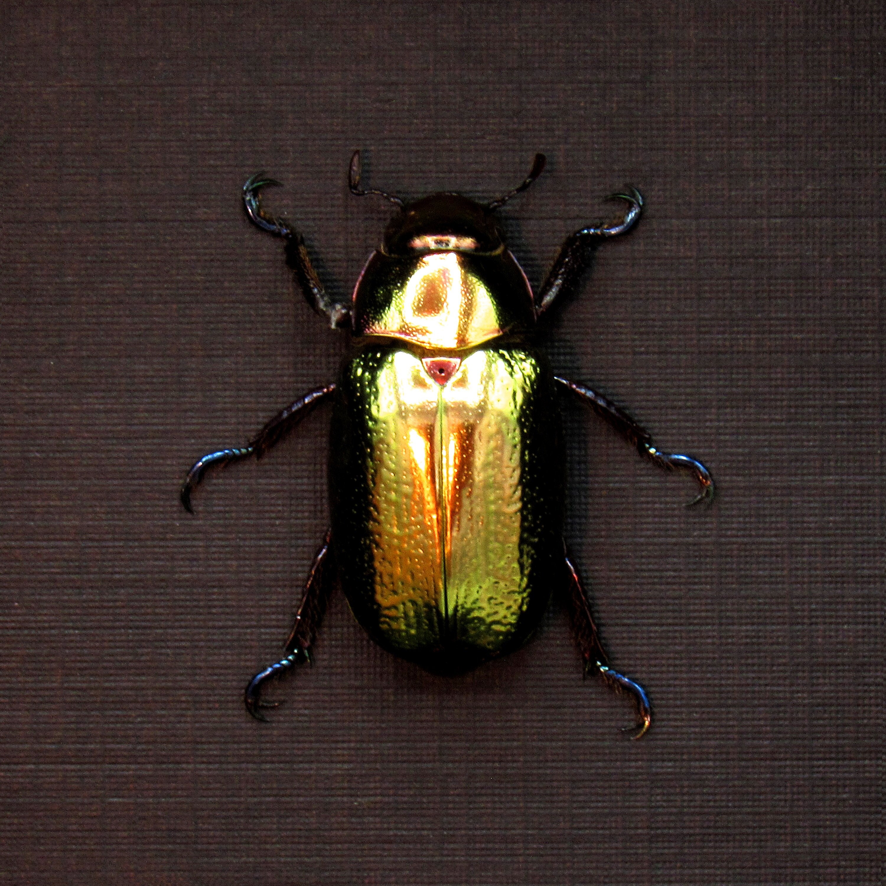 Large Rare Gold Metallic Jewel Beetle Framed Taxidermy - Chrysina