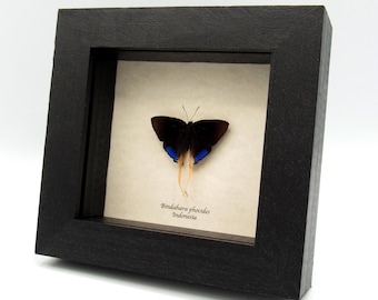 珍しい長い尾を持つ青い蝶の額入り標本 - Bindahara phocides - Etsy 日本