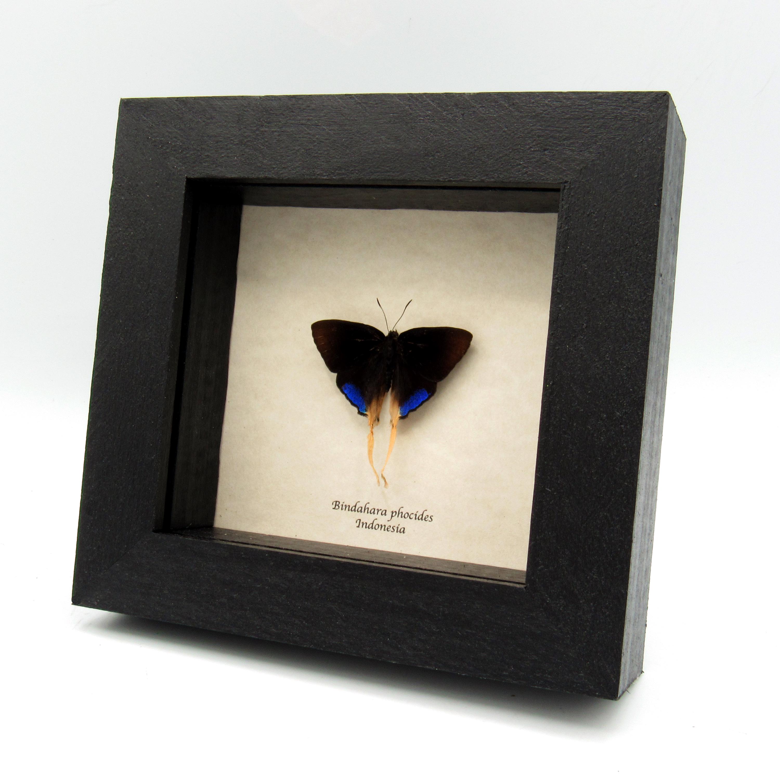 珍しい長い尾を持つ青い蝶の額入り標本 - Bindahara phocides - Etsy 日本
