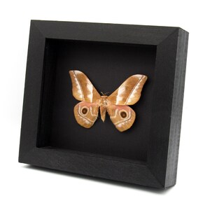 Real African Silk moth framed taxidermy - Nudaurelia alopia