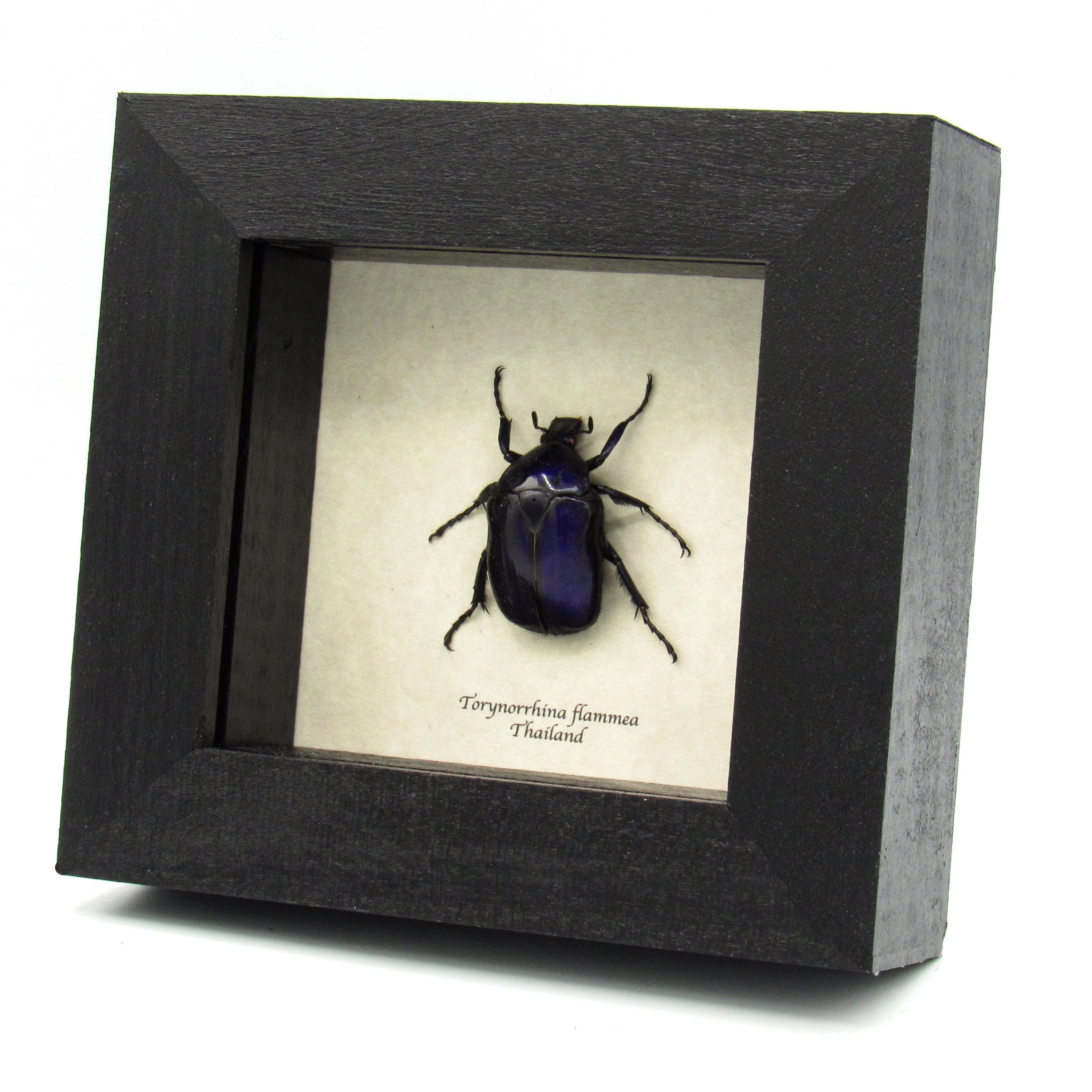 Real Purple Scarab Beetle Framed Taxidermy - Torynorrhina Flammea