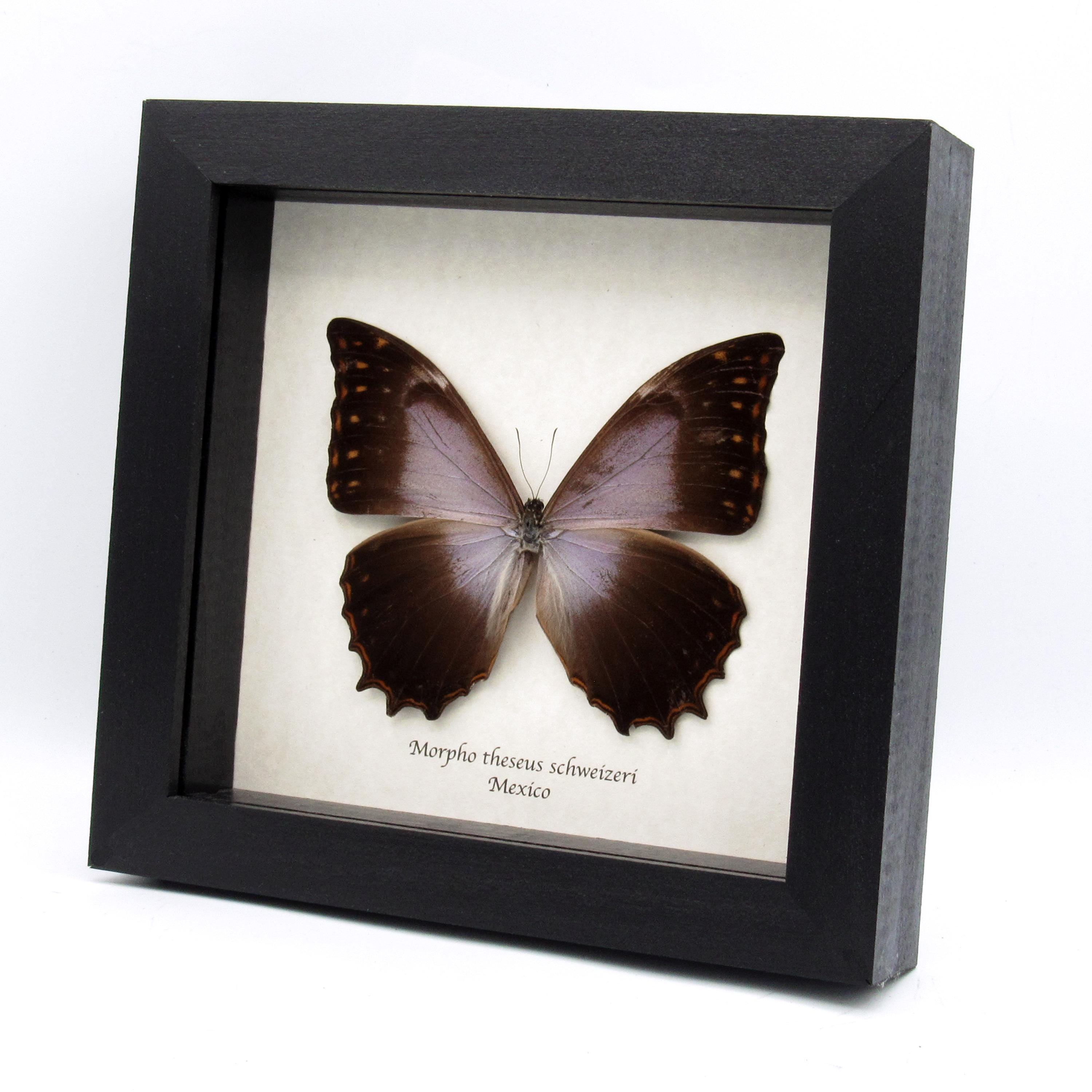 Morpho theseus - Etsy 日本