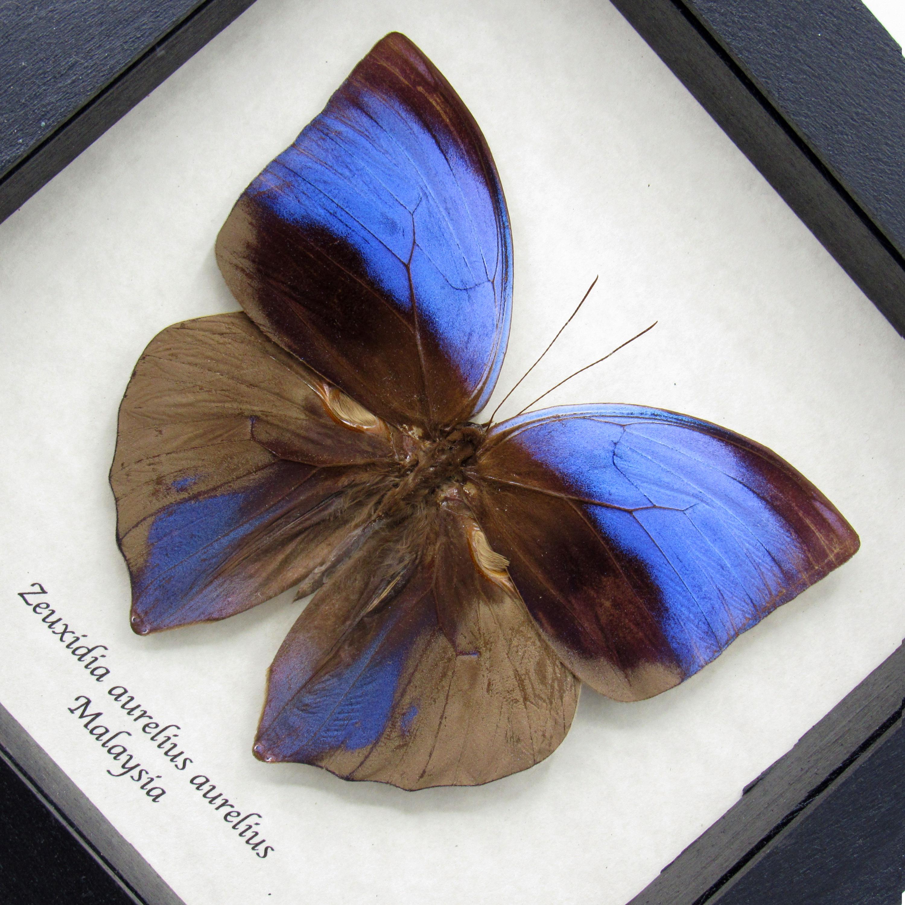 Real Purple Giant Saturn Butterfly Framed Taxidermy - Zeuxidia