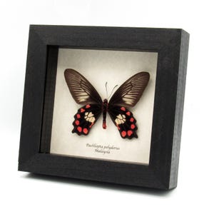 Echter gerahmter Schmetterling mit rotem Körper - Pachliopta polydorus