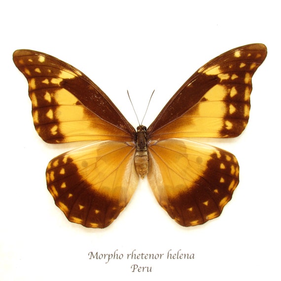 標本 Peru Morpho helena 143mm very big BicBugs Morpho helena blue white butterfly Peru