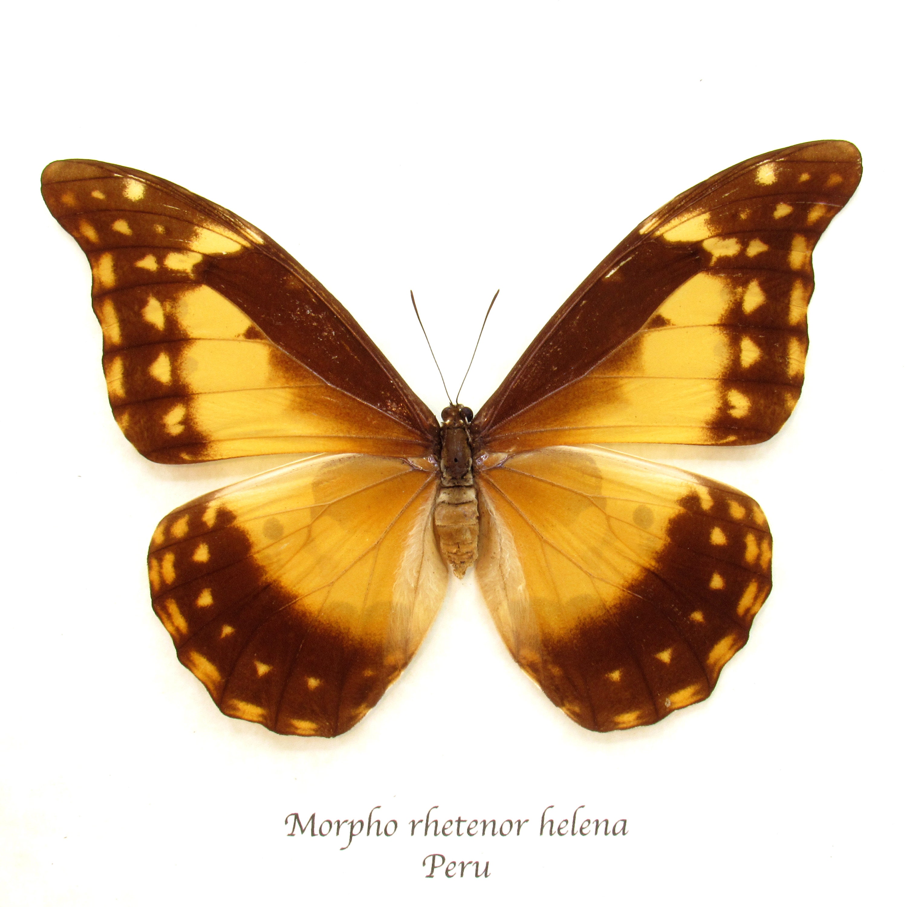 Rare Yellow Morpho Butterfly Framed Taxidermy - Morpho Rhetenor