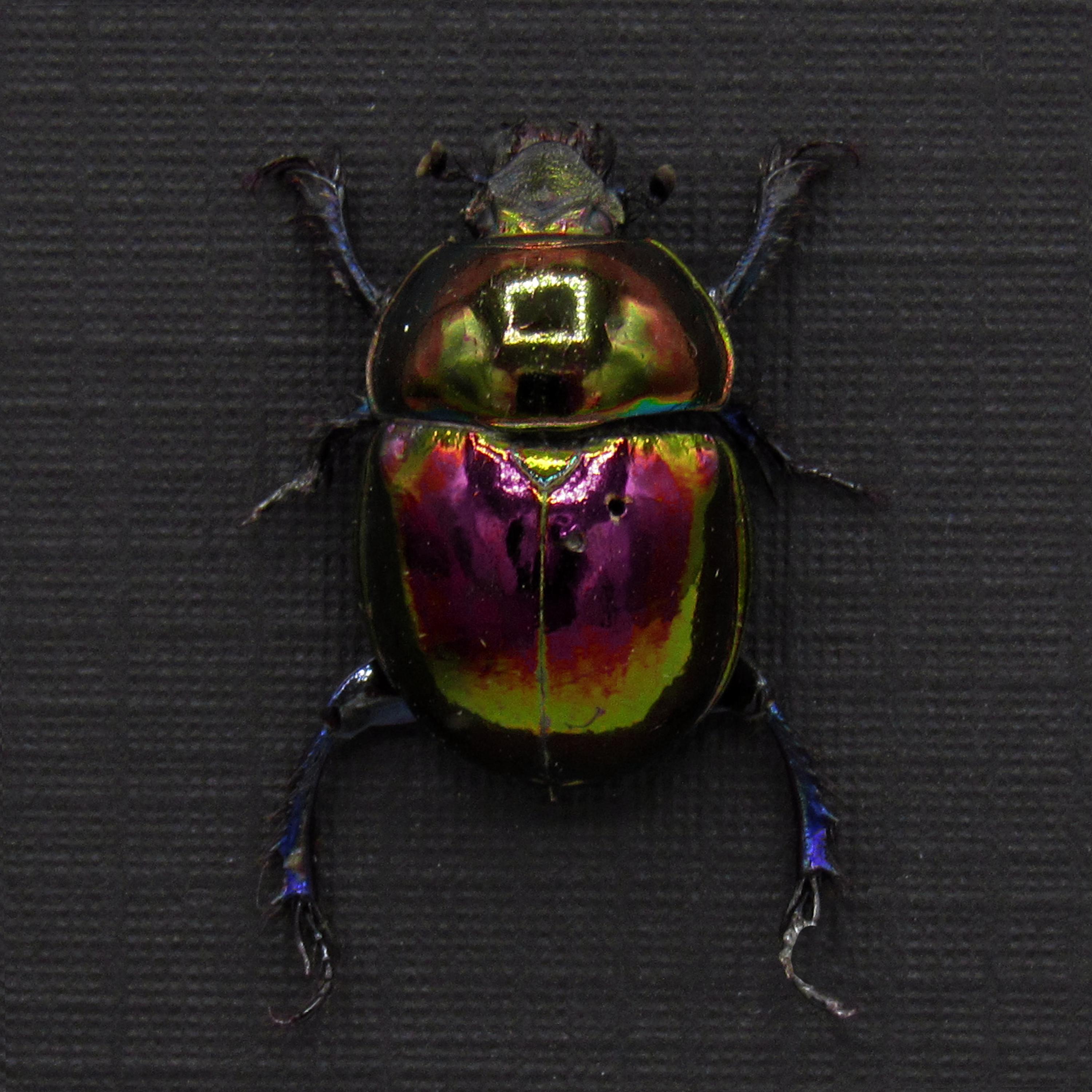 Dung Beetle Specimens - Etsy