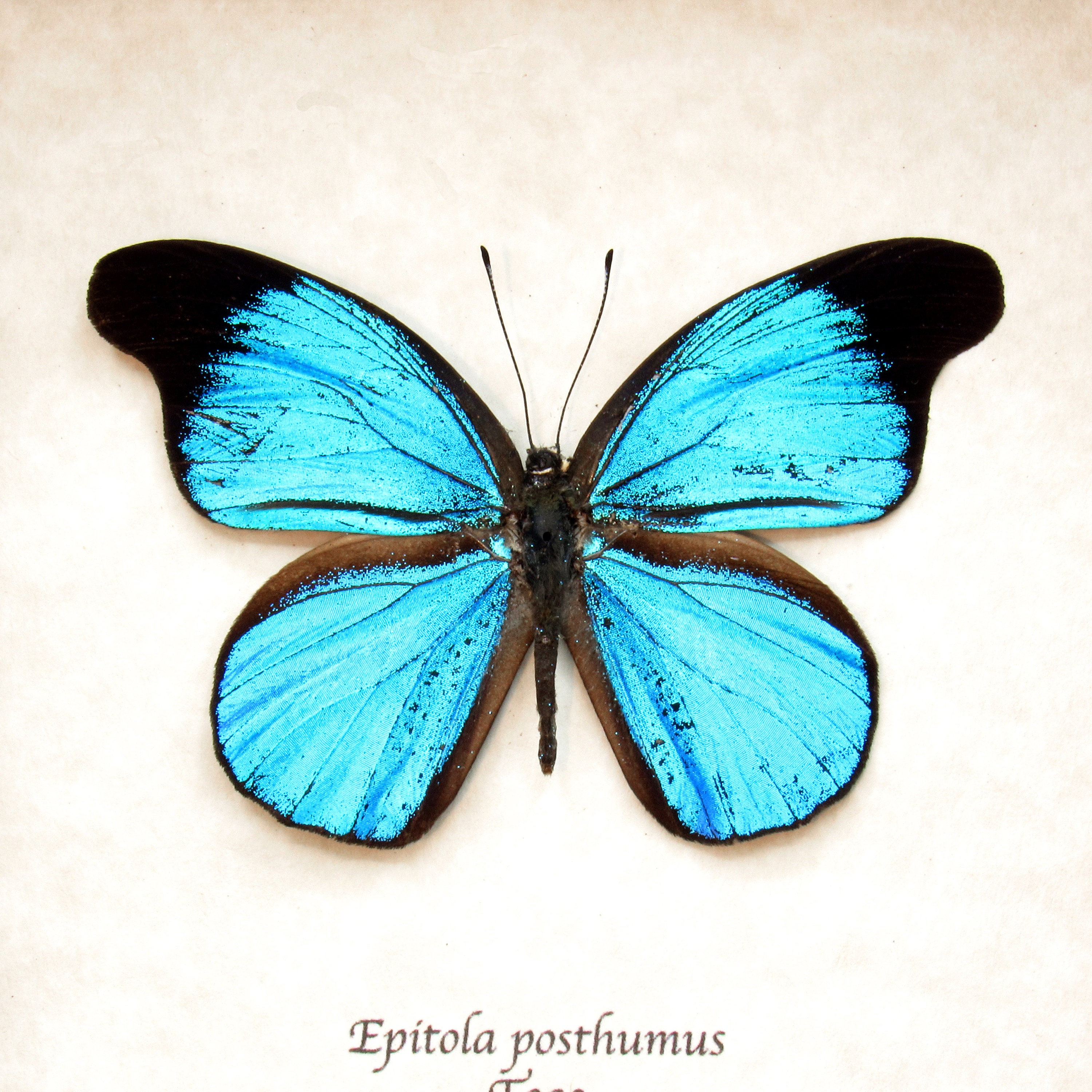 レトロ　ブラジル　青いちょうちょ　額縁　レア 珍しいメタリックブルーの蝶の額入り剥製 - Epitola posthumus