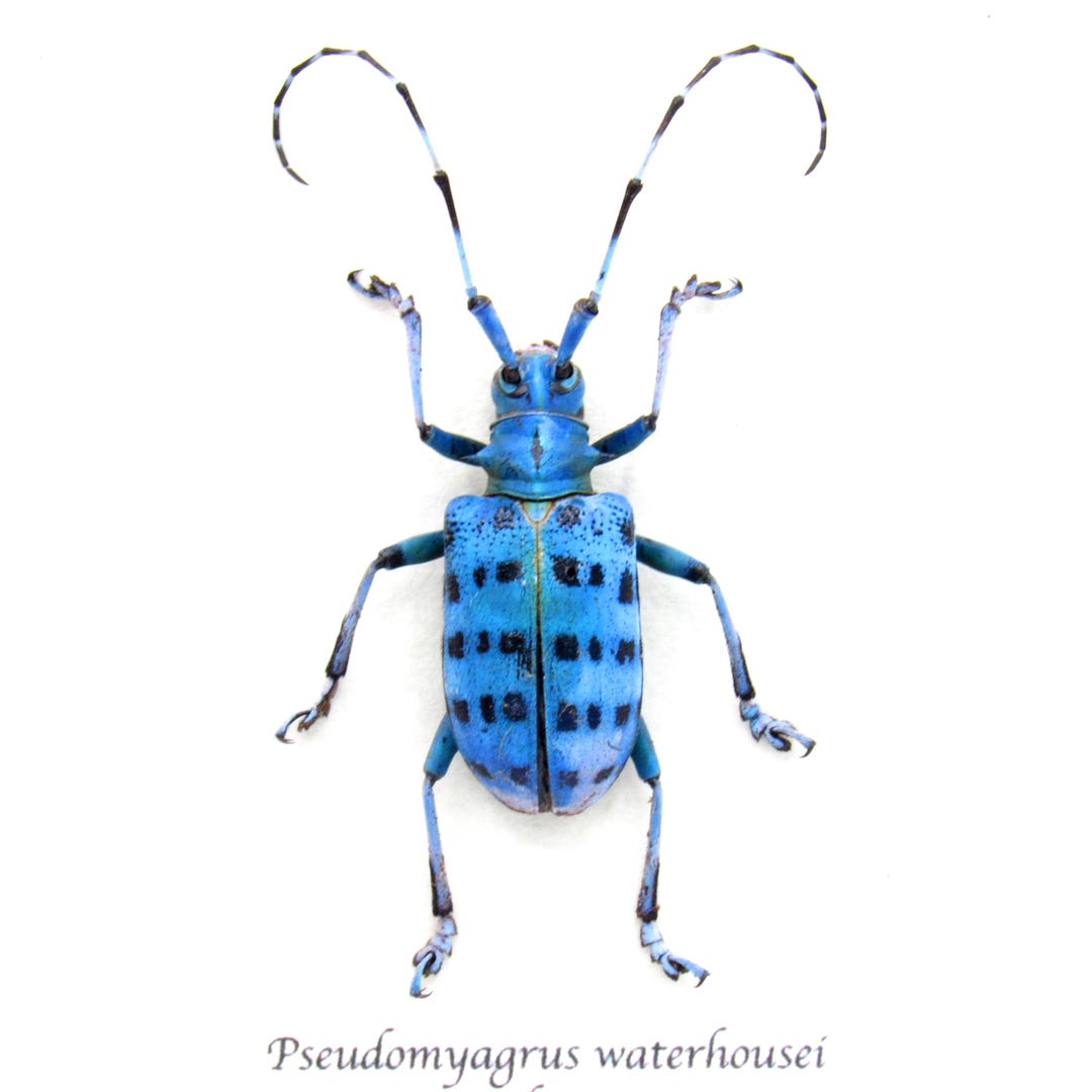 珍しい青いカミキリムシの額入り剥製 - Pseudomyagrus waterhousei
