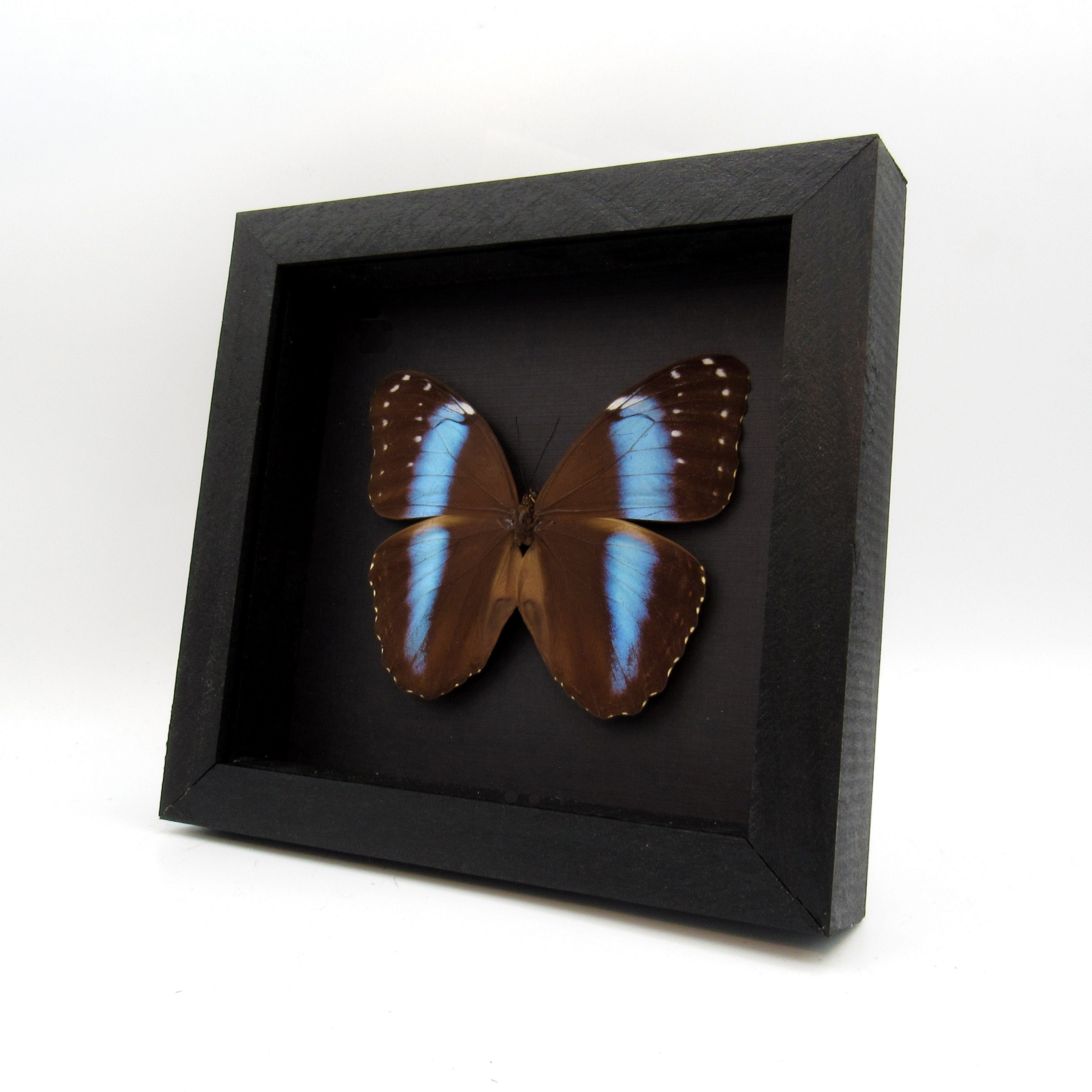 モルフォ蝶アキレスモルフォ標本ガラスケース