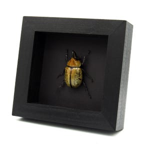 Real Eastern Hercules beetle framed taxidermy - Dynastes tityus