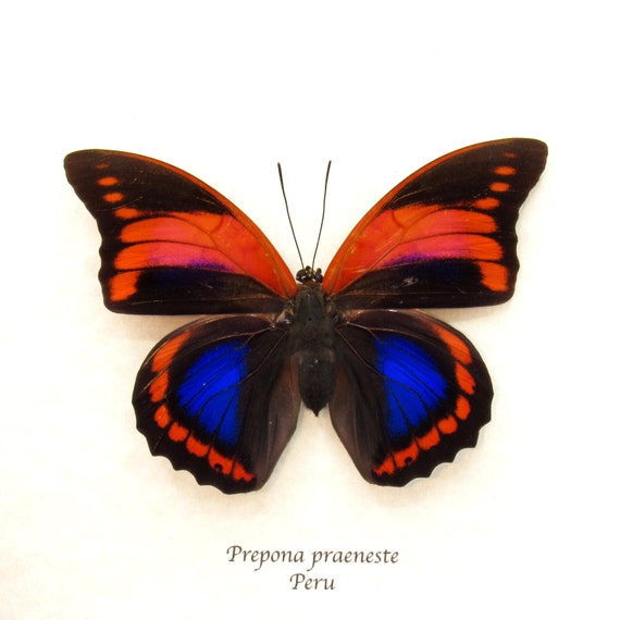 Very Rare Female Fuchsia Brush-footed Butterfly Framed Taxidermy