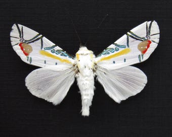 キジの剥製です Yahoo!オークション - キジ 剥製 雉 ハクセイ 置物