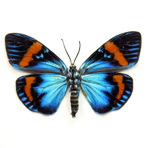 May include: A butterfly specimen with iridescent blue wings featuring black borders and prominent orange bands across the upper and lower sections. The central body is dark with thin antennae extending upward, displaying a symmetrical wing pattern.