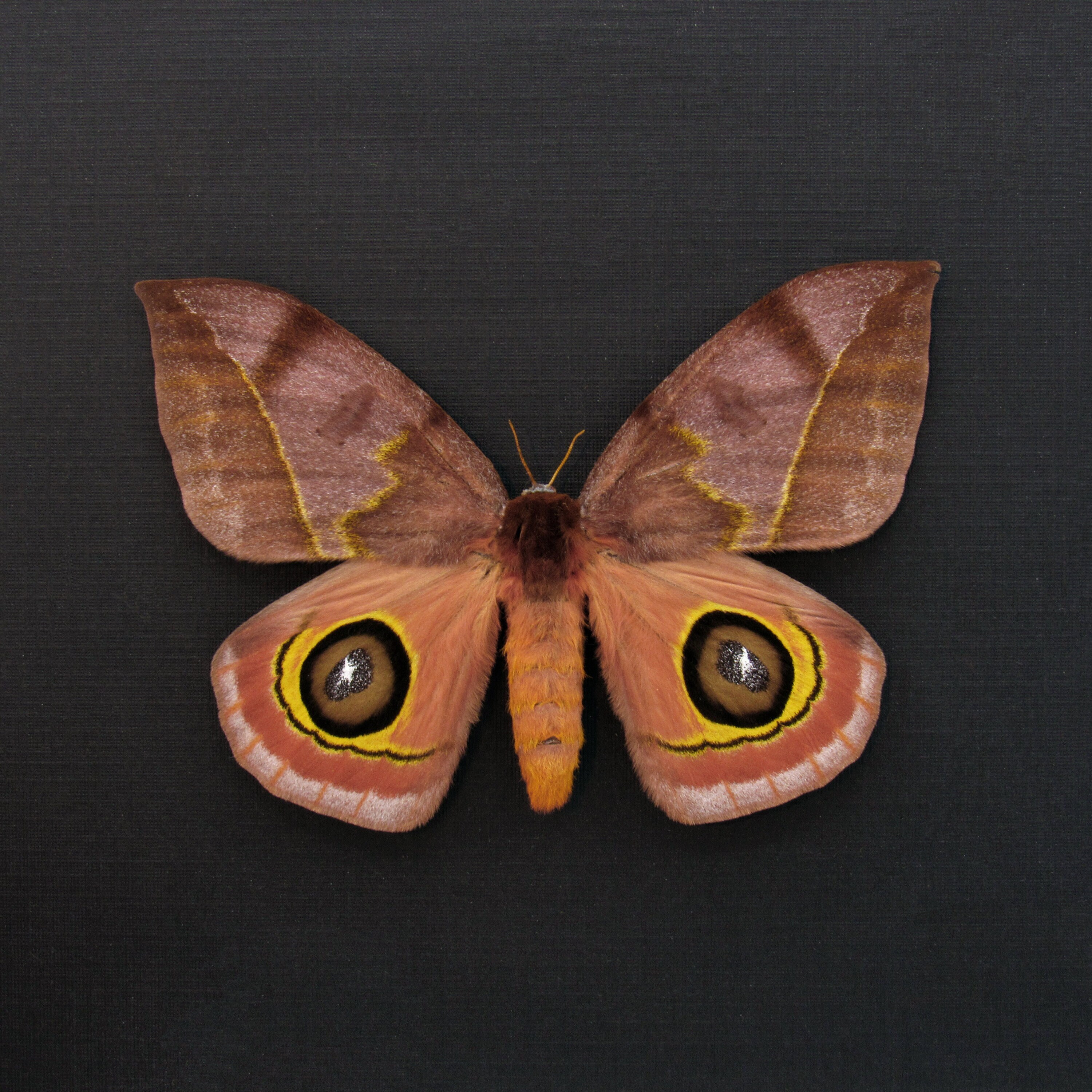Real Large Saturn Moth Framed Taxidermy - Automeris Tridens - Large ...