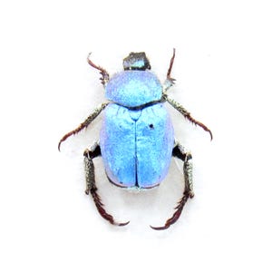 Hoplia Coerulea - Etsy